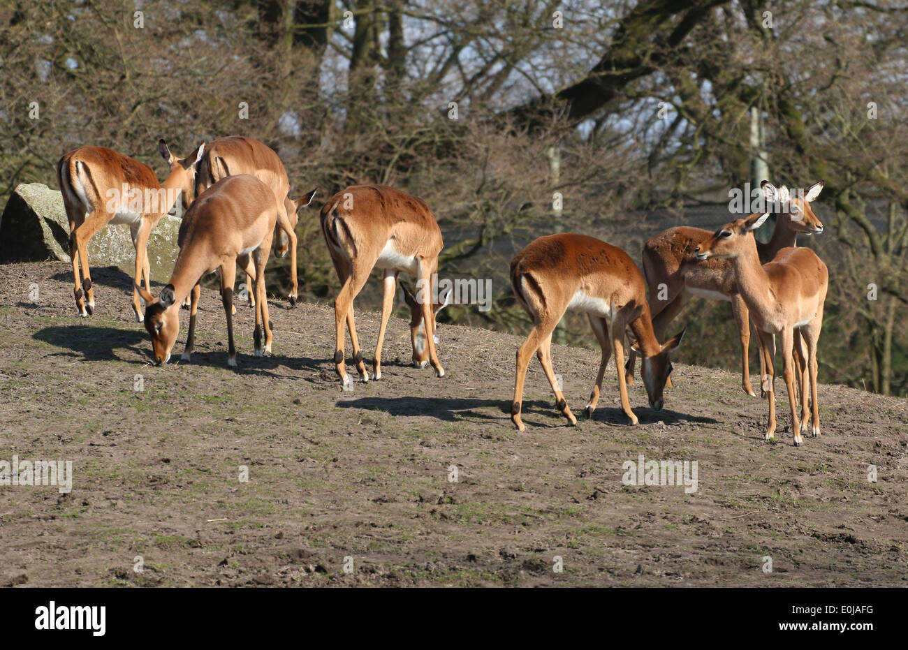 Gruppe von 7 Impalas (Aepyceros Melampus), einer afrikanischen Antilope-Vielfalt Stockfoto
