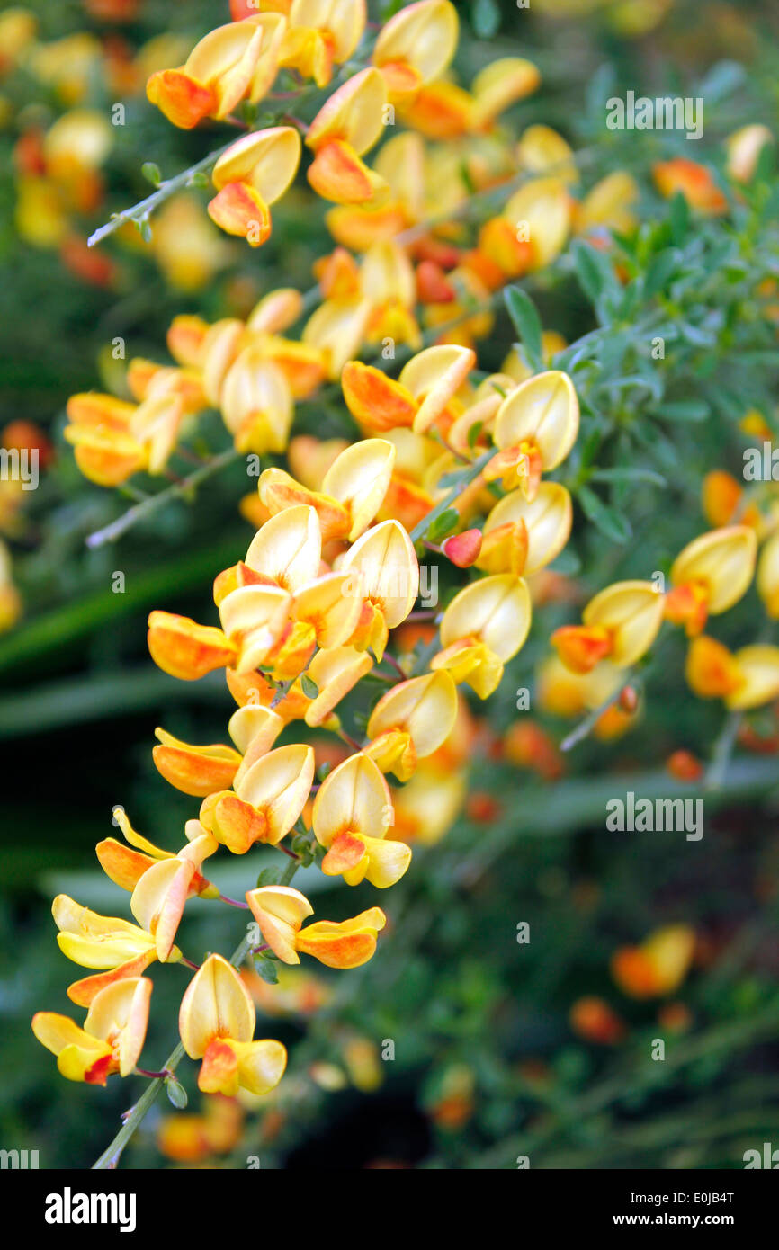 Cytisus Besen Apricot Gem Stockfoto