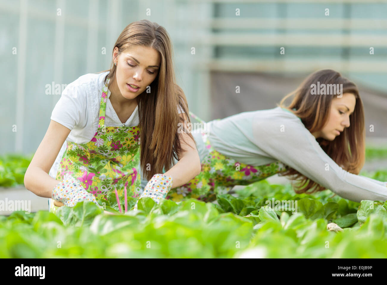 Junge Frauen im Garten Stockfoto