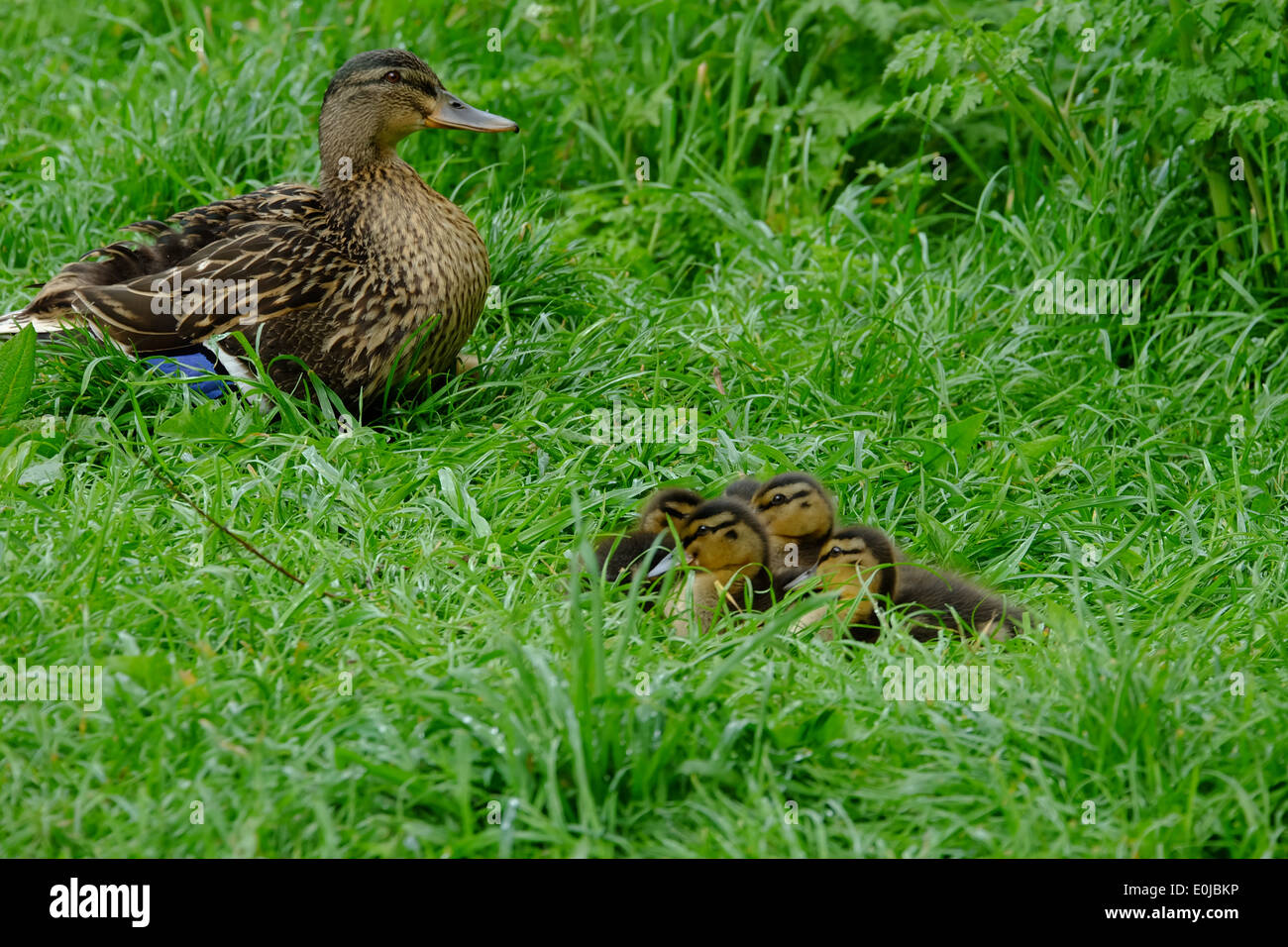 Mama und Entenküken. Weibliche Stockente mit ihren Babys in den Rasen gelegt. Stockfoto