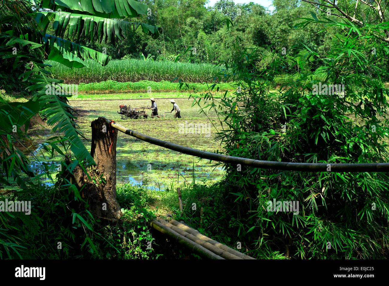 zwei Außendienstmitarbeiter Pflug ein Feld in einer ländlichen Lage in Java Indonesien Stockfoto