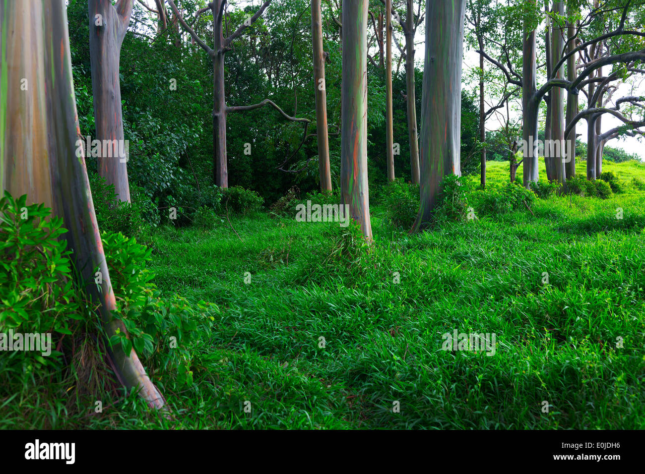 Regenbogen-Eukalyptus-Baum auf der Hana Highway Maui, Hawaii Stockfoto