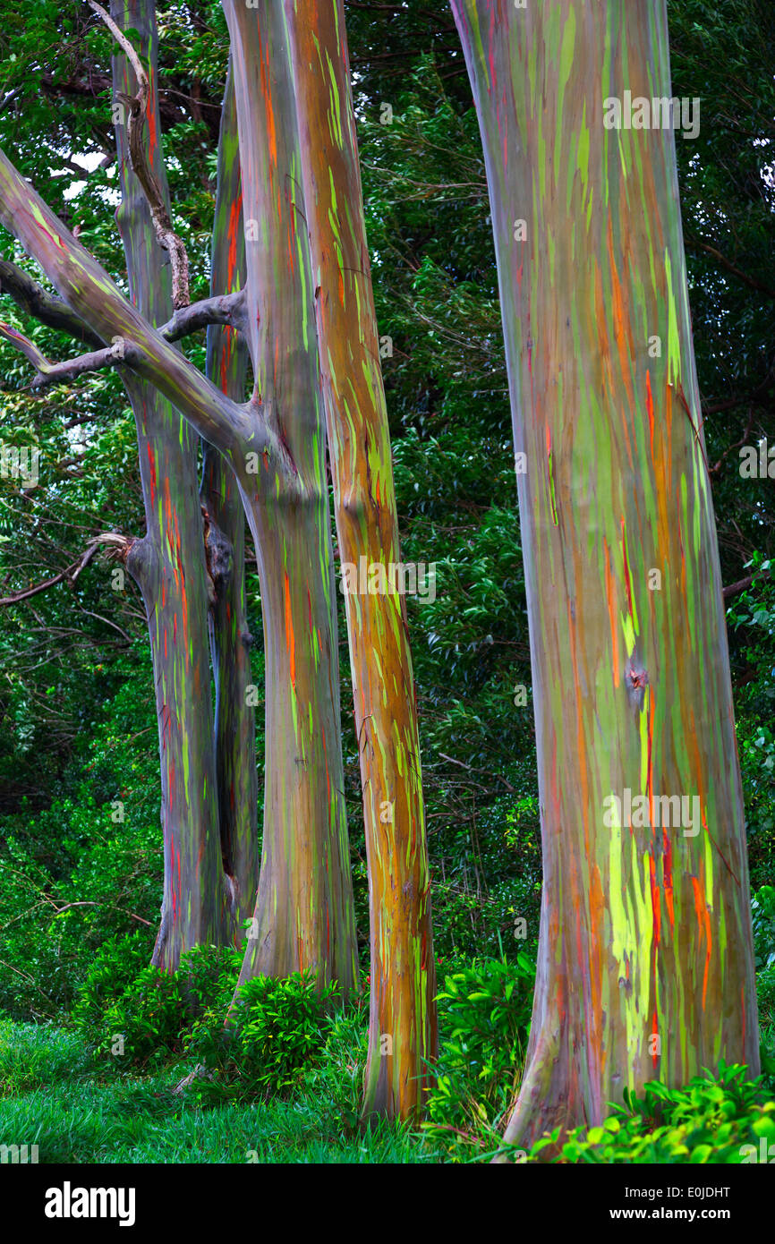 Regenbogen-Eukalyptus-Baum auf der Hana Highway Maui, Hawaii Stockfoto