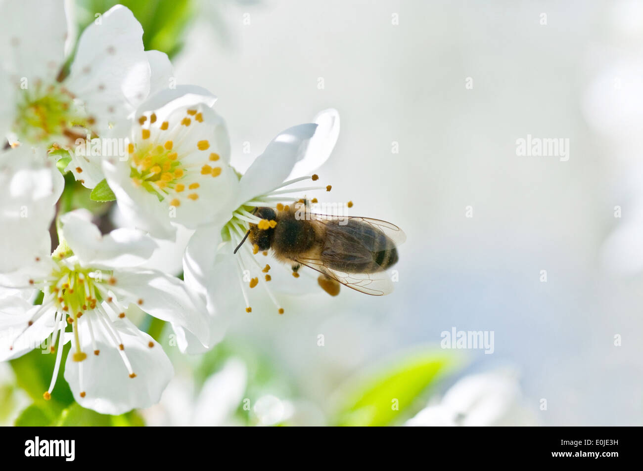 Biene auf einer Blüte der weißen Kirschblüten. Stockfoto