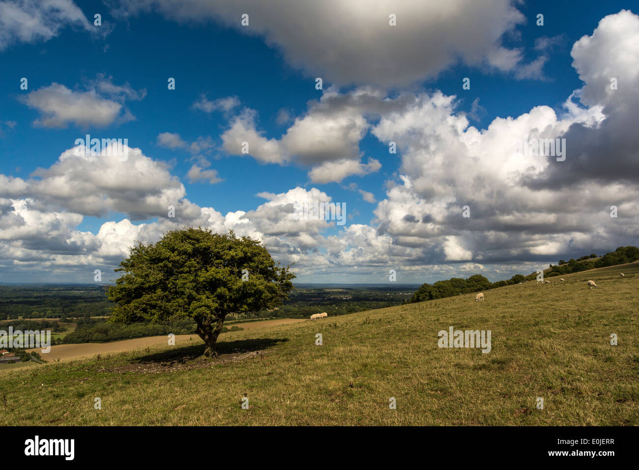 Blick auf die Sussex Weald von in der Nähe von Rackham Hill in den South Downs National Park in West Sussex. Stockfoto