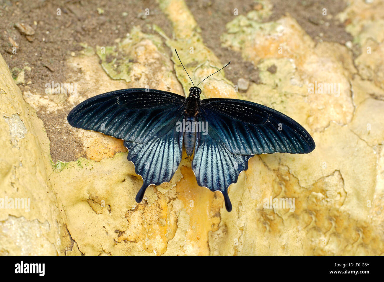 Kraehen Schwalbenschwanz, Papilio Bianor, der chinesische Pfau gibt einen Mittelweg, Großformat Schwalbenschwanz Schmetterling aus Ostasien Stockfoto