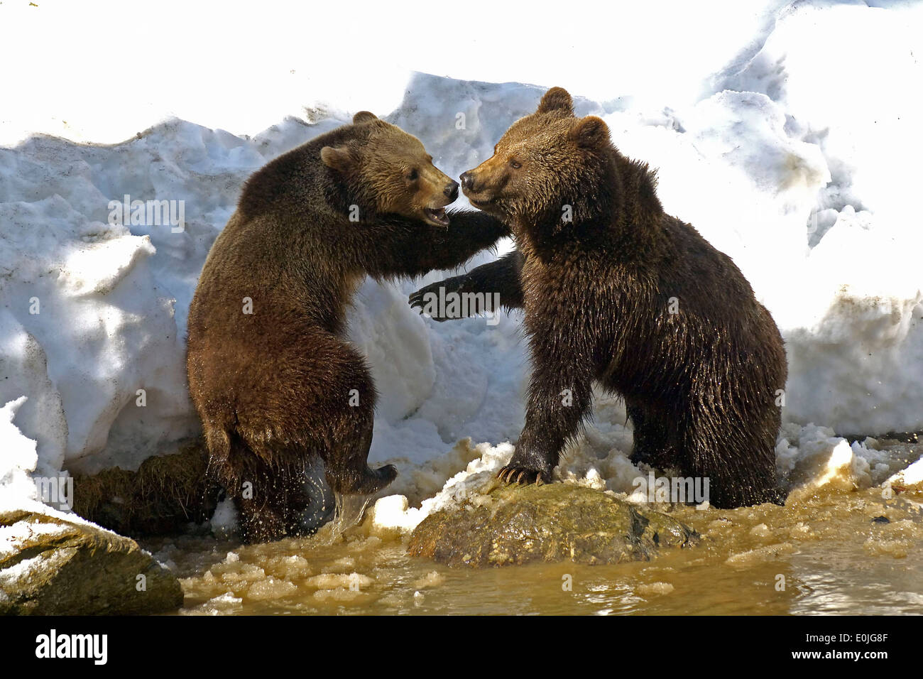 Spielende Braunbaeren, Jungtiere, Ursus arctos Stockfoto