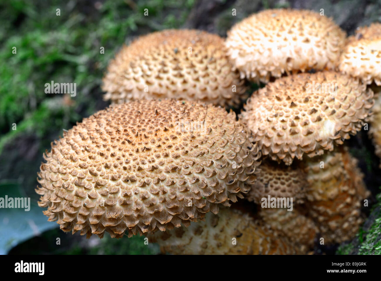 Sparriger Schueppling (Pholiota Squarrosa), Brandenburg, Deutschland, Europa Stockfoto