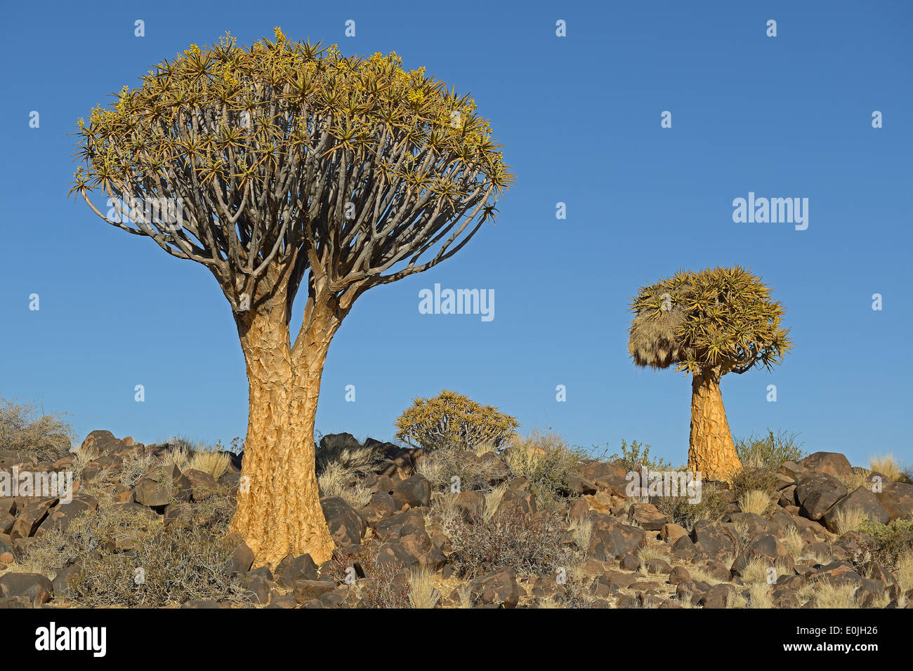 Koecherbaum Oder Quivertree (Afrikaans: Kokerboom, Aloe Dichotoma) Bei "Sonnenaufgang", Keetmanshoop, Namibia, Afrika Stockfoto