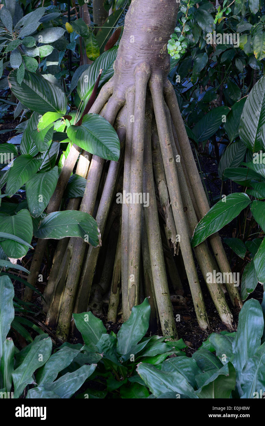 Stelzwurzeln des Schraubenbaum (Pandanus Utilis), Vorkommen Afrika Stockfoto