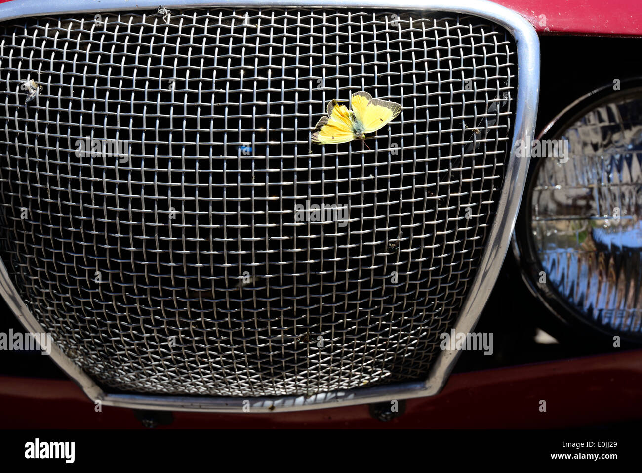 Grill von einem klassischen Arnolt Bristol-Sportwagen mit einem Schmetterling. Stockfoto