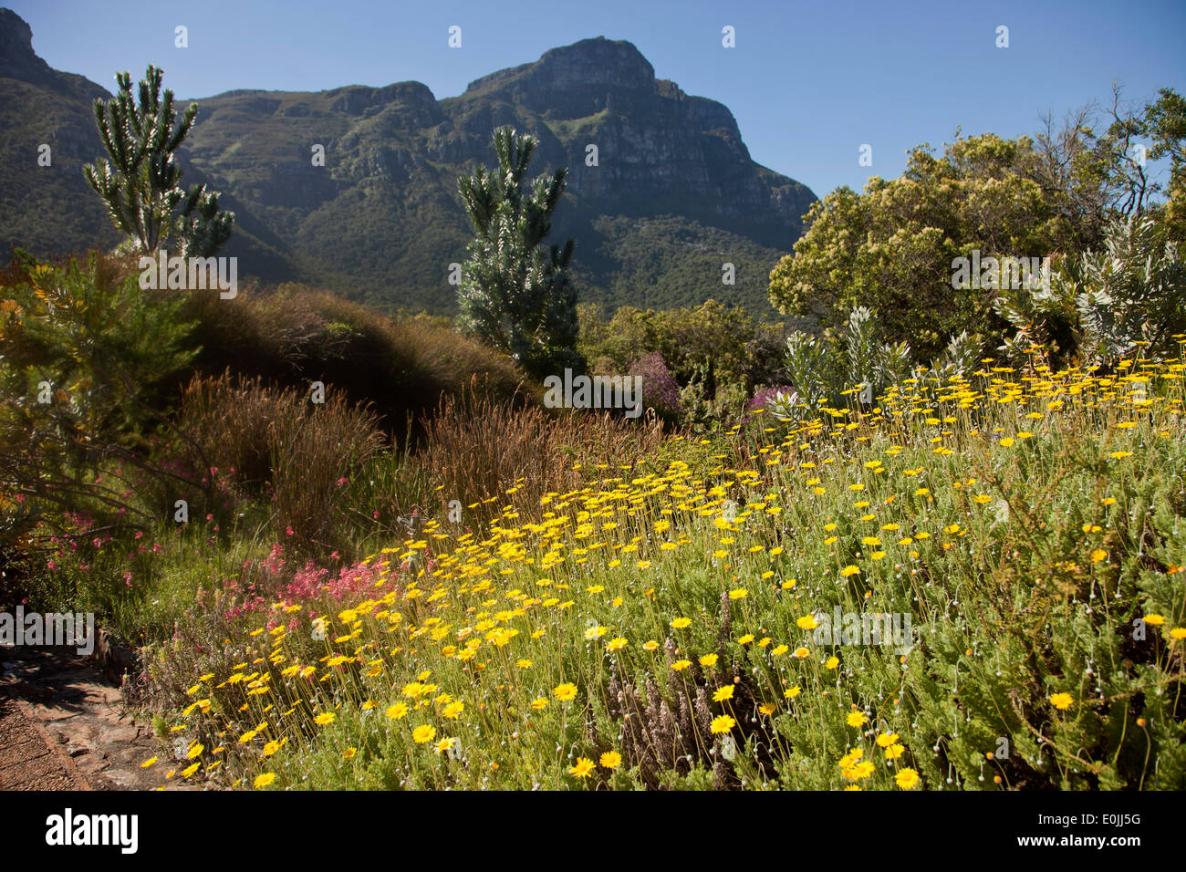 Kirstenbosch National Botanical Garden, Kapstadt, Western Cape, Südafrika Stockfoto