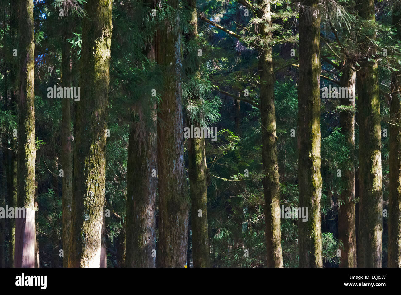 Taiwanesische rot Zypresse (Chamaecyparis Formosensis), National Scenic Area Alishan, Taiwan Stockfoto