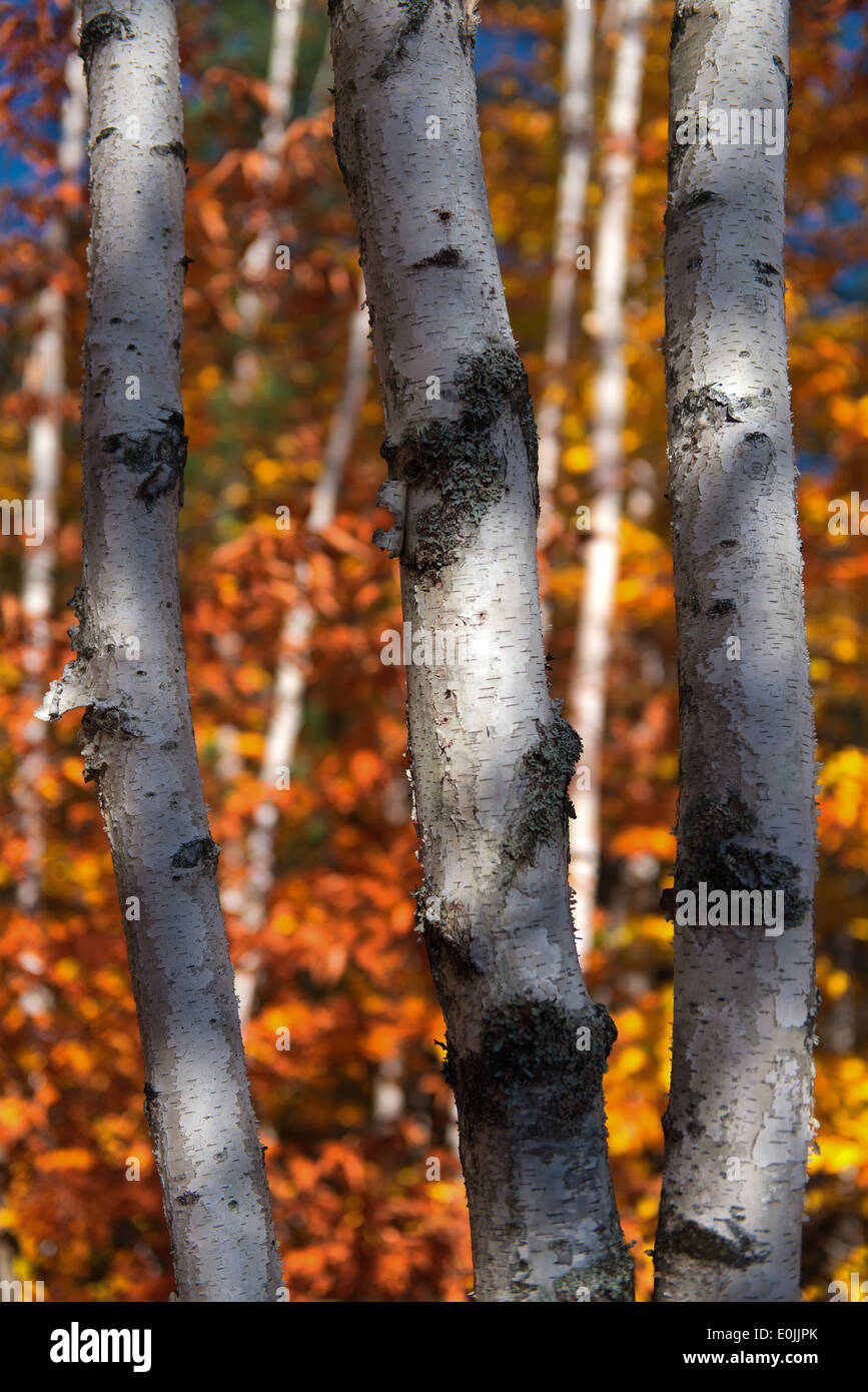 Weiße Birken, schließen Sie mit das Herbstlaub im Adirondack Park, New York Stockfoto