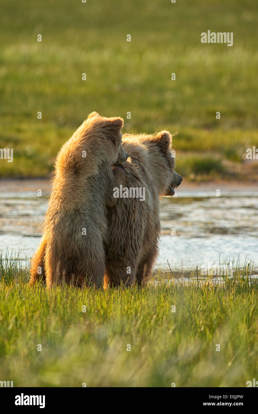 Alaska-Braunbären, hervorgehoben durch die späte Nachmittagssonne im Lake-Clark-Nationalpark, Alaska Stockfoto