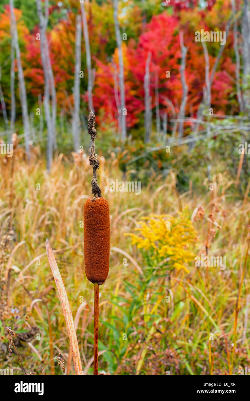 Rohrkolben im Sumpf im Algonquin Provincial Park, Ontario Stockfoto