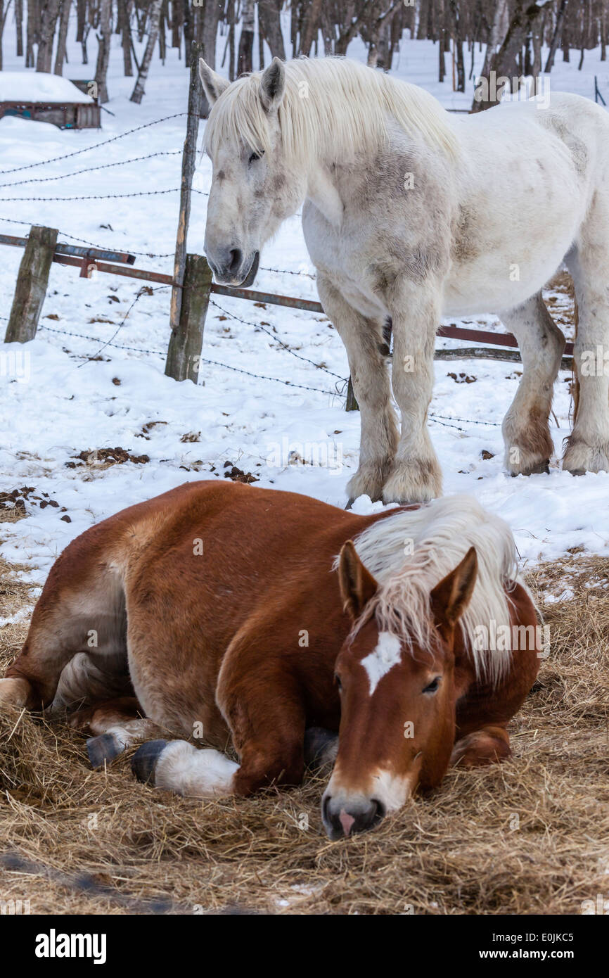 Ein paar Pferde in Kushiro, Hokkaido, Japan Stockfoto