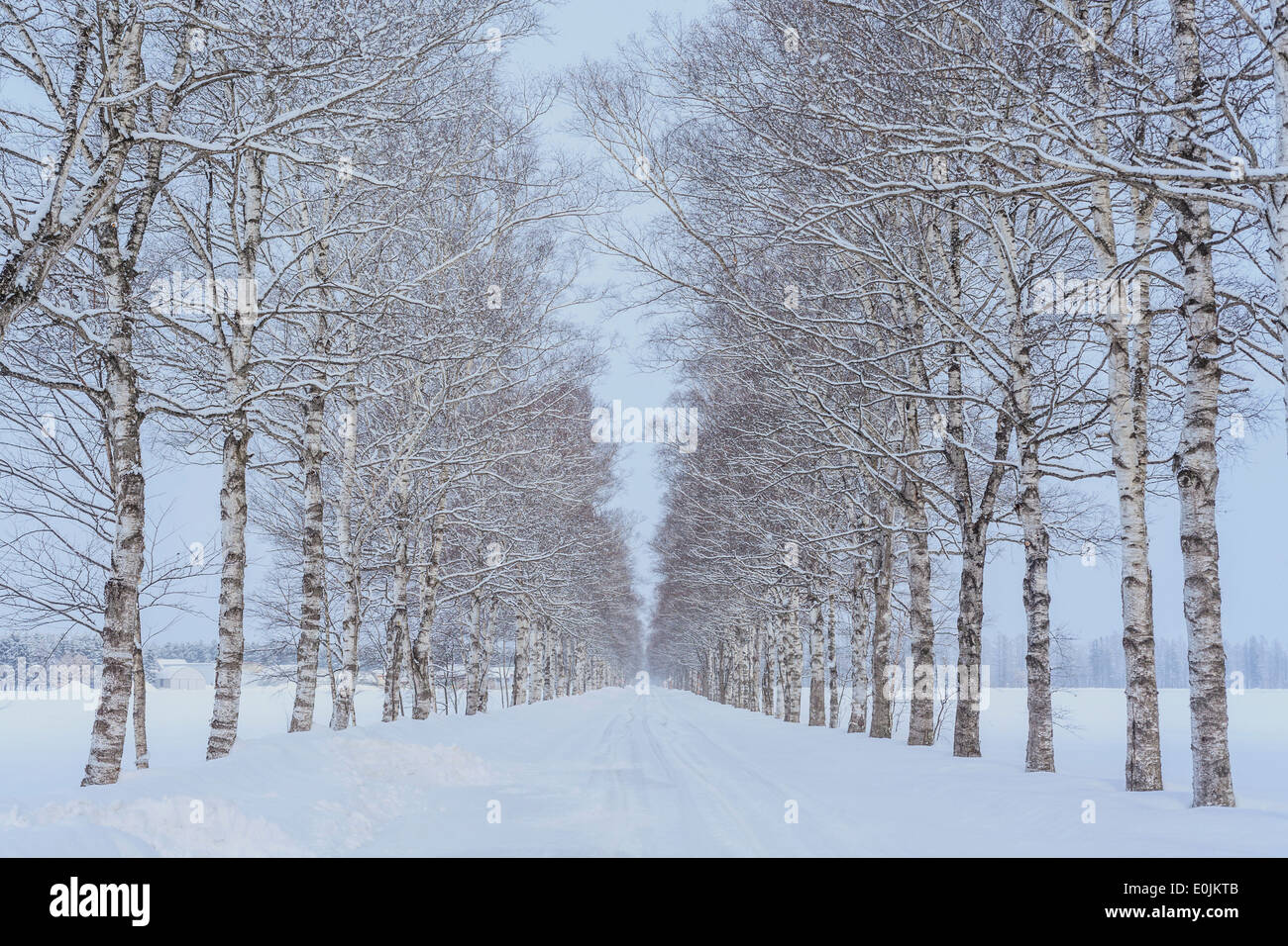 Weiße Birken auf der Straße im winter Stockfoto