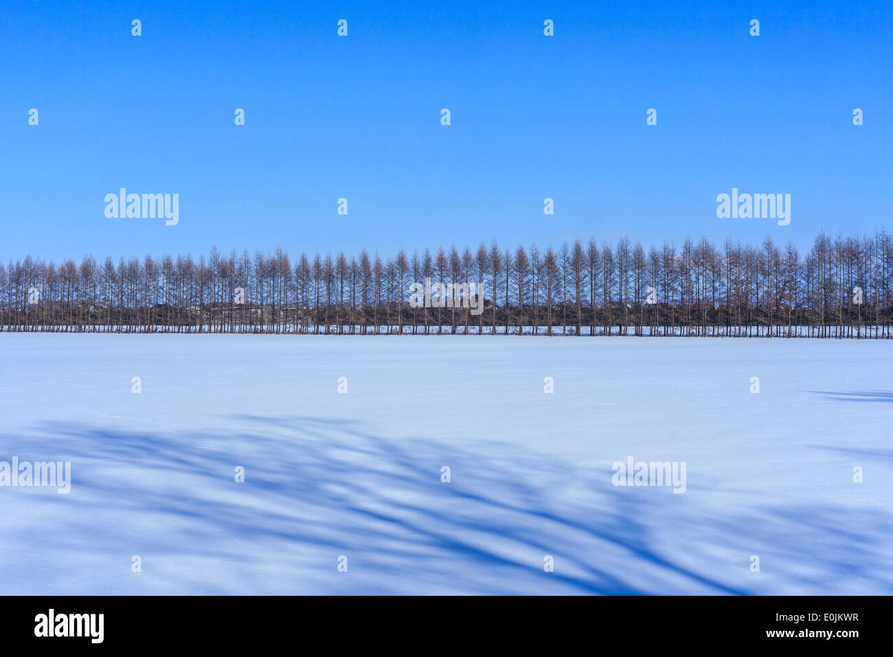 Weiße Birken in Folge Stockfoto