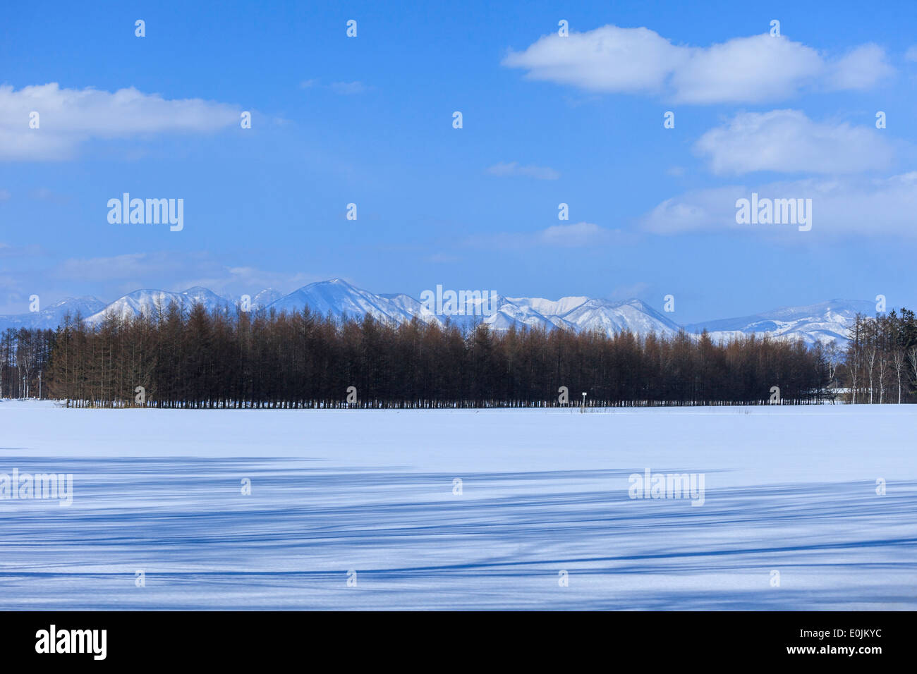 Weiße Birken in Folge Stockfoto