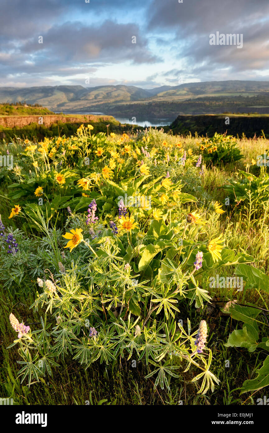 Arrowleaf Balsamwurzel und Lupinen blühen auf Rowena Kamm in der Columbia River Gorge im Frühjahr. Stockfoto