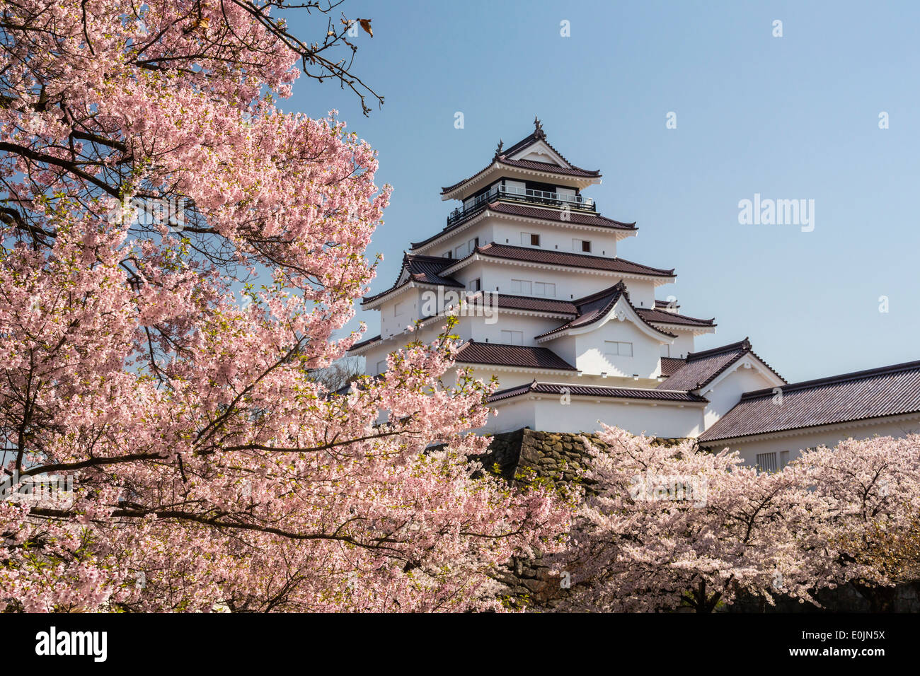 Tsurugajo Burg und Kirsche Bäume, Fukushima, Japan Stockfoto