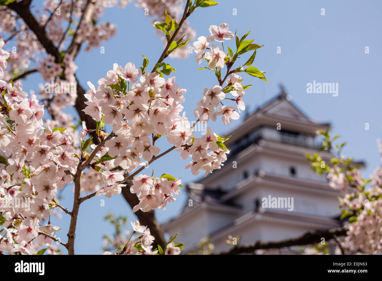 Tsurugajo Burg und Kirsche Bäume, Fukushima, Japan Stockfoto