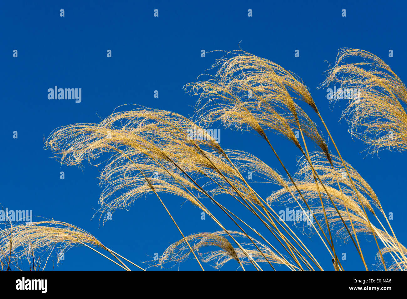 Grass, Kagoshima Präfektur, Japan Stockfoto