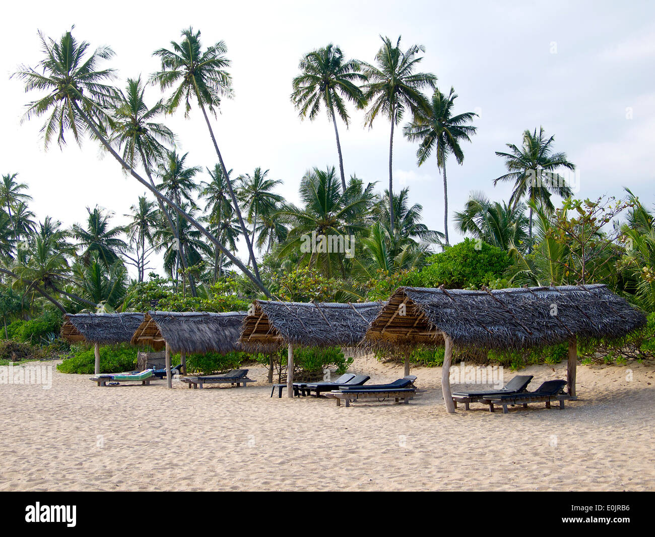 Palmen am Strand von Sri Lanka Stockfoto