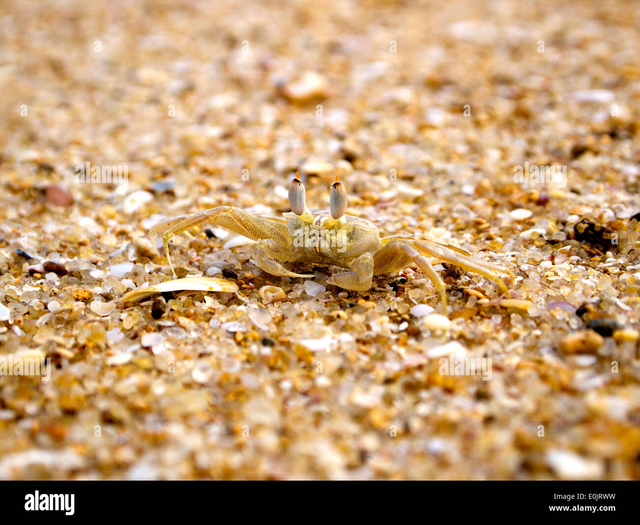 Beige Krabben in den Sand am Strand Stockfoto