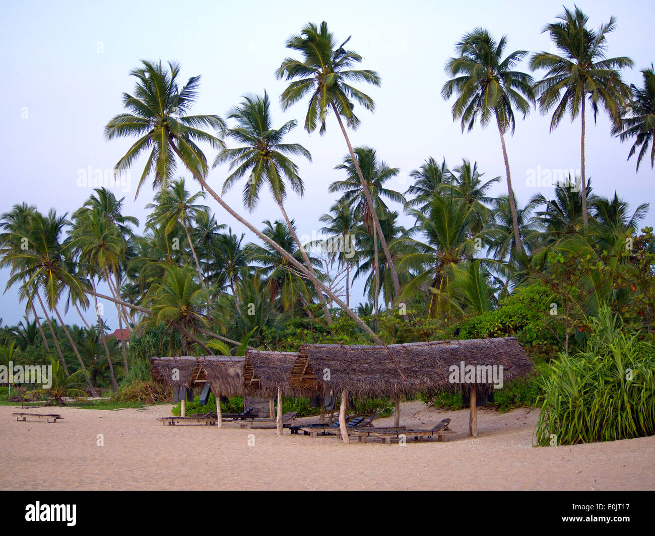 Palmen am Strand von Sri Lanka Stockfoto