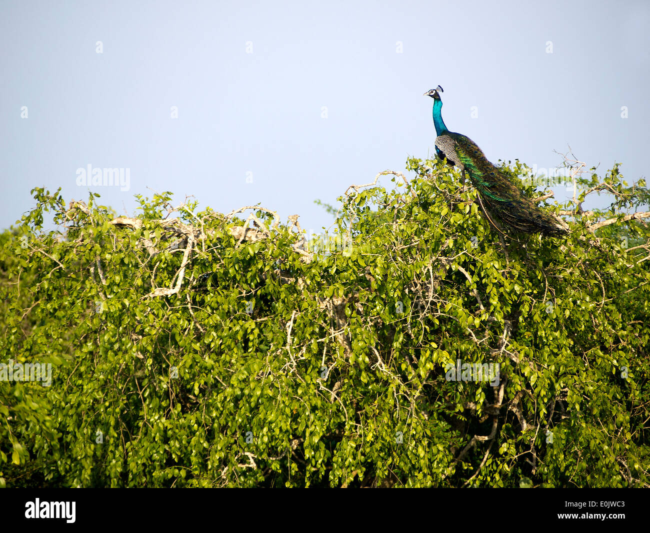 Pfau, sitzt auf einem Baum im Bundala Nationalpark in Sri Lanka Stockfoto