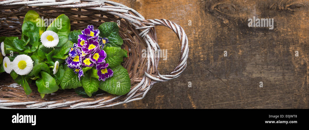 weißer Korb mit Frühlingsblumen, Primeln und Gänseblümchen, Bellis Perennis auf alten Holztisch Stockfoto