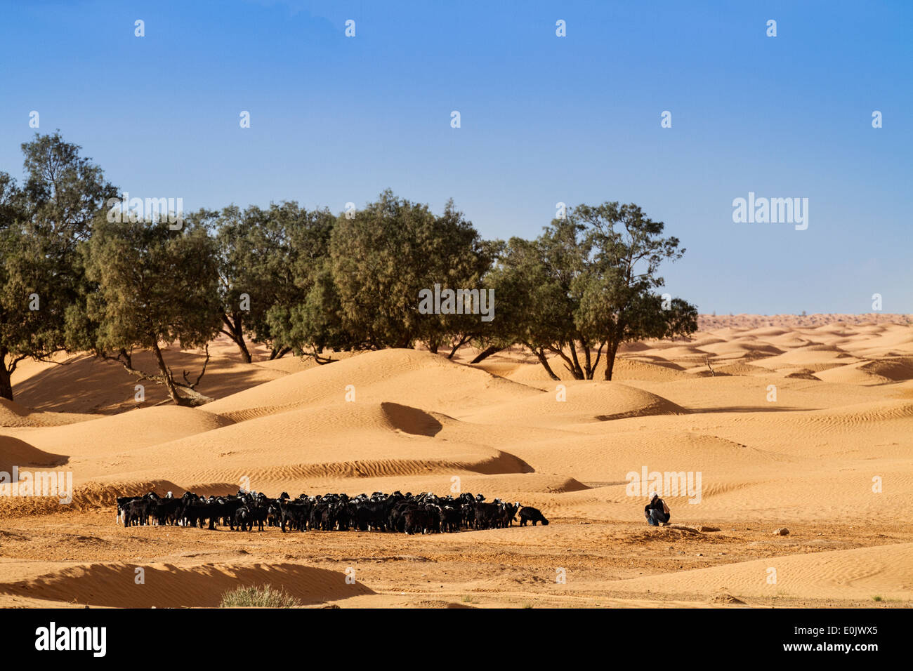Ein Schäfer und seiner Herde in der Nähe der Wüste Stockfoto