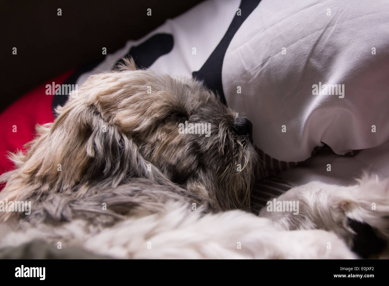 Hund mit Decke schlafen Stockfoto