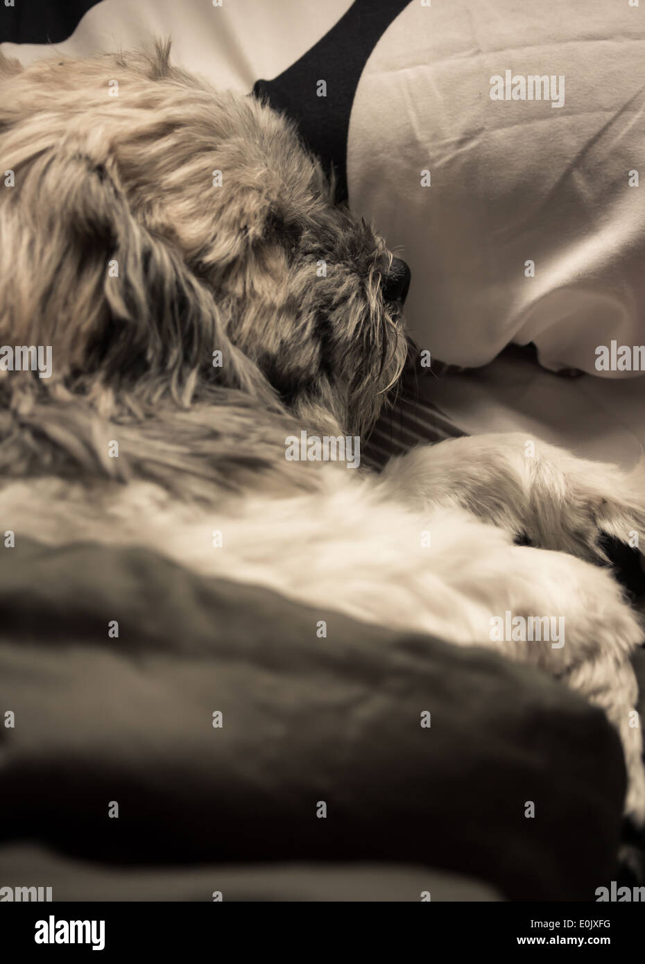 Hund mit Decke schlafen Stockfoto
