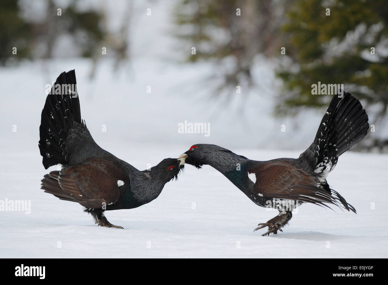 Zwei männliche Capercaiilie Lek kämpfen, Mai, Tröndelag, Norwegen (at Urogallus) Stockfoto