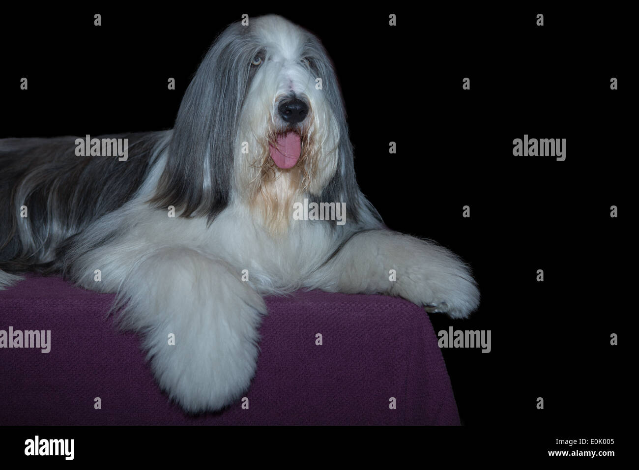 Eine schöne weiße langhaarige Bobtail Hund isoliert auf dunklem Hintergrund Stockfoto