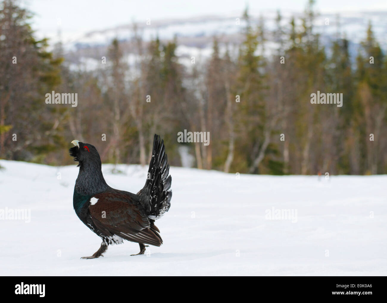 Männliche Capercaiilie Lek Paarung Display, Tröndelag, Norwegen (at Urogallus) Stockfoto