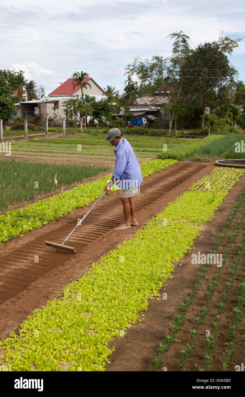 Bio-Bauernhof am Stadtrand von Hoi An Vietnam Stockfoto