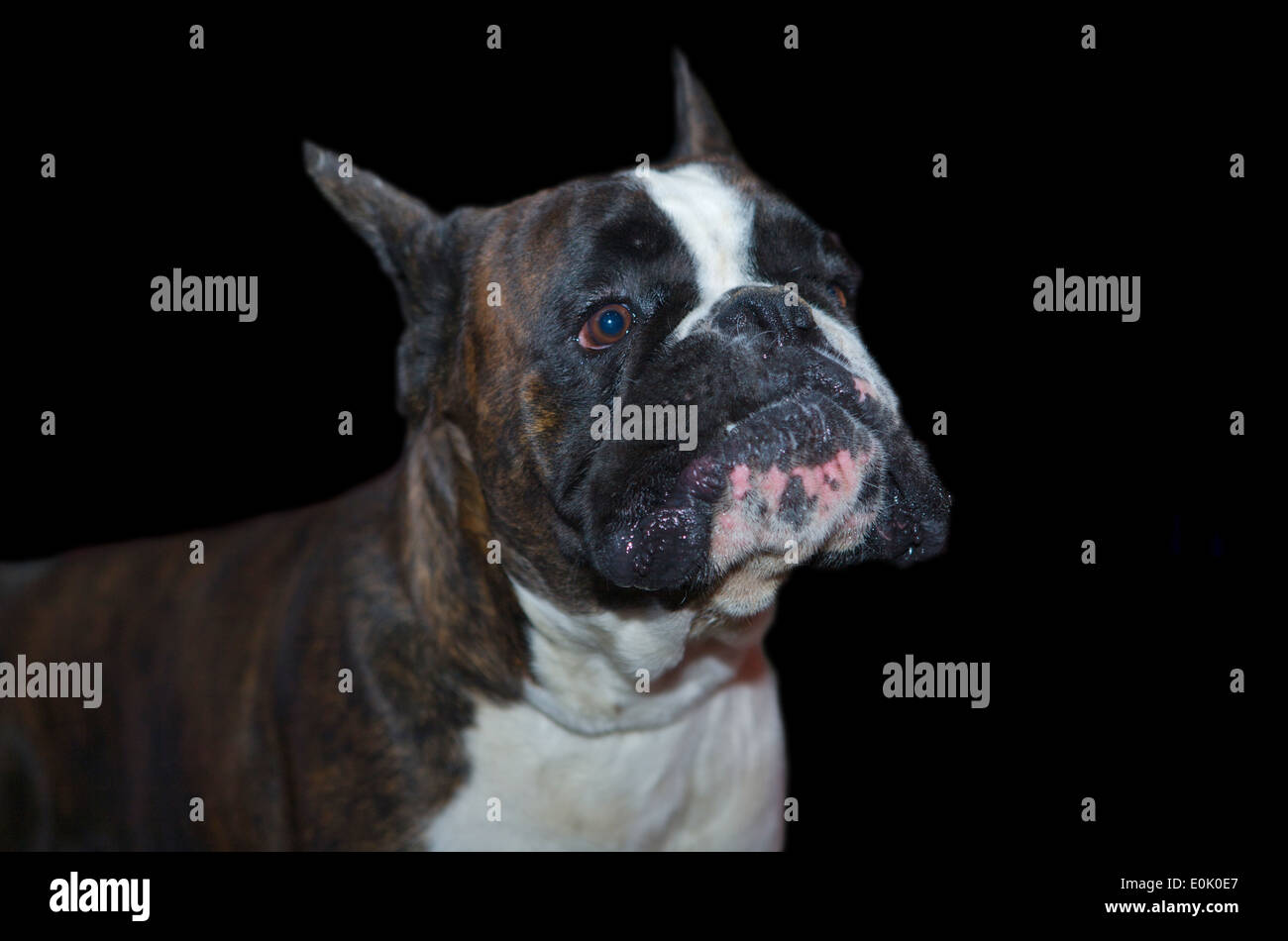 Boxer Hund auf schwarzem Hintergrund isoliert Stockfoto