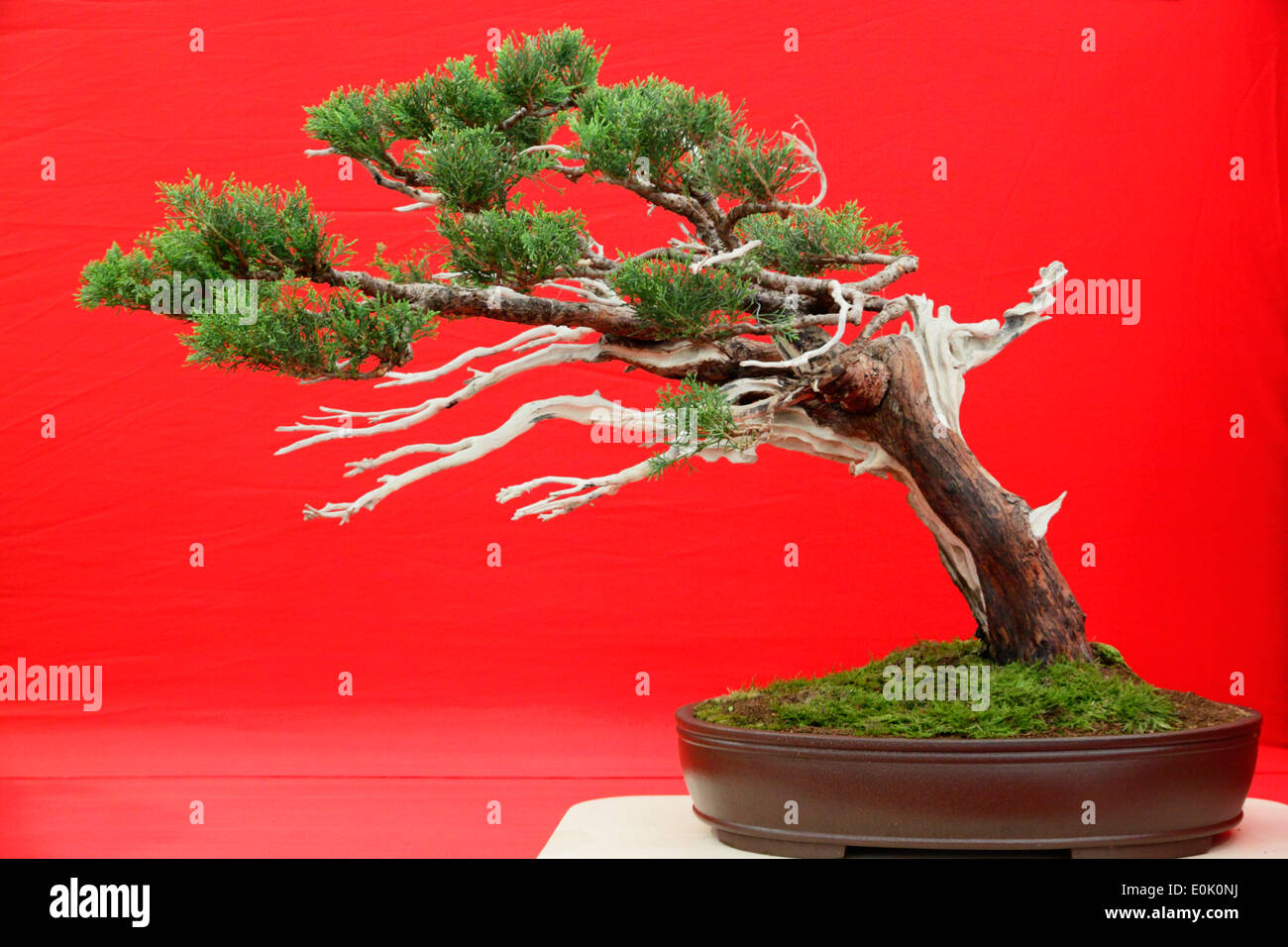 Japanischen Stil Bonsai Miniatur Baum Pflanze, Juniperus Sargentii. Stockfoto