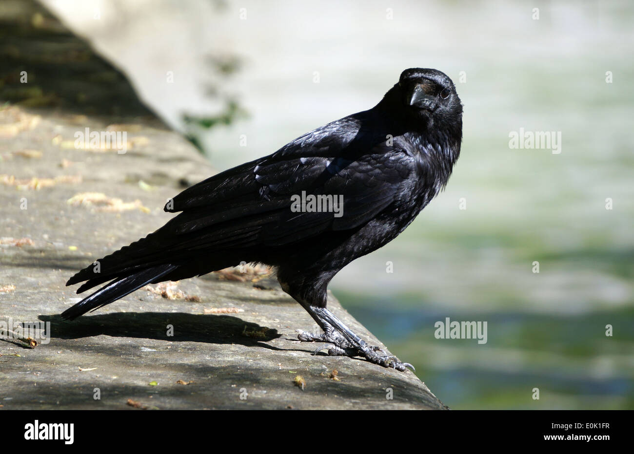 Nahaufnahme eines neugierigen Rabe oder Krähe auf der Suche nach Nahrung und mit Blick auf die Fotografie von Auge in Auge Stockfoto