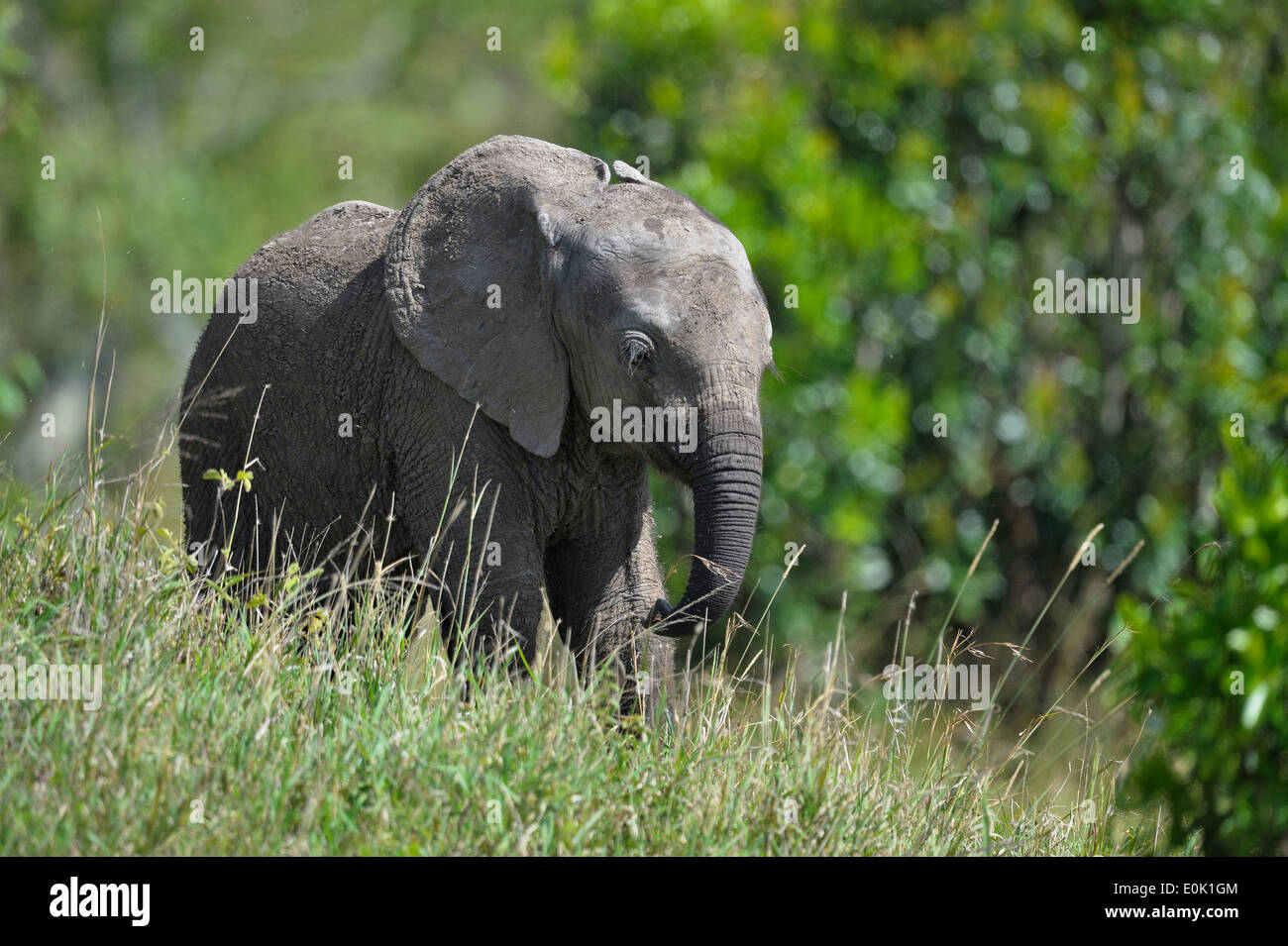 Elefanten Baby, Masai Mara, Kenia Stockfoto