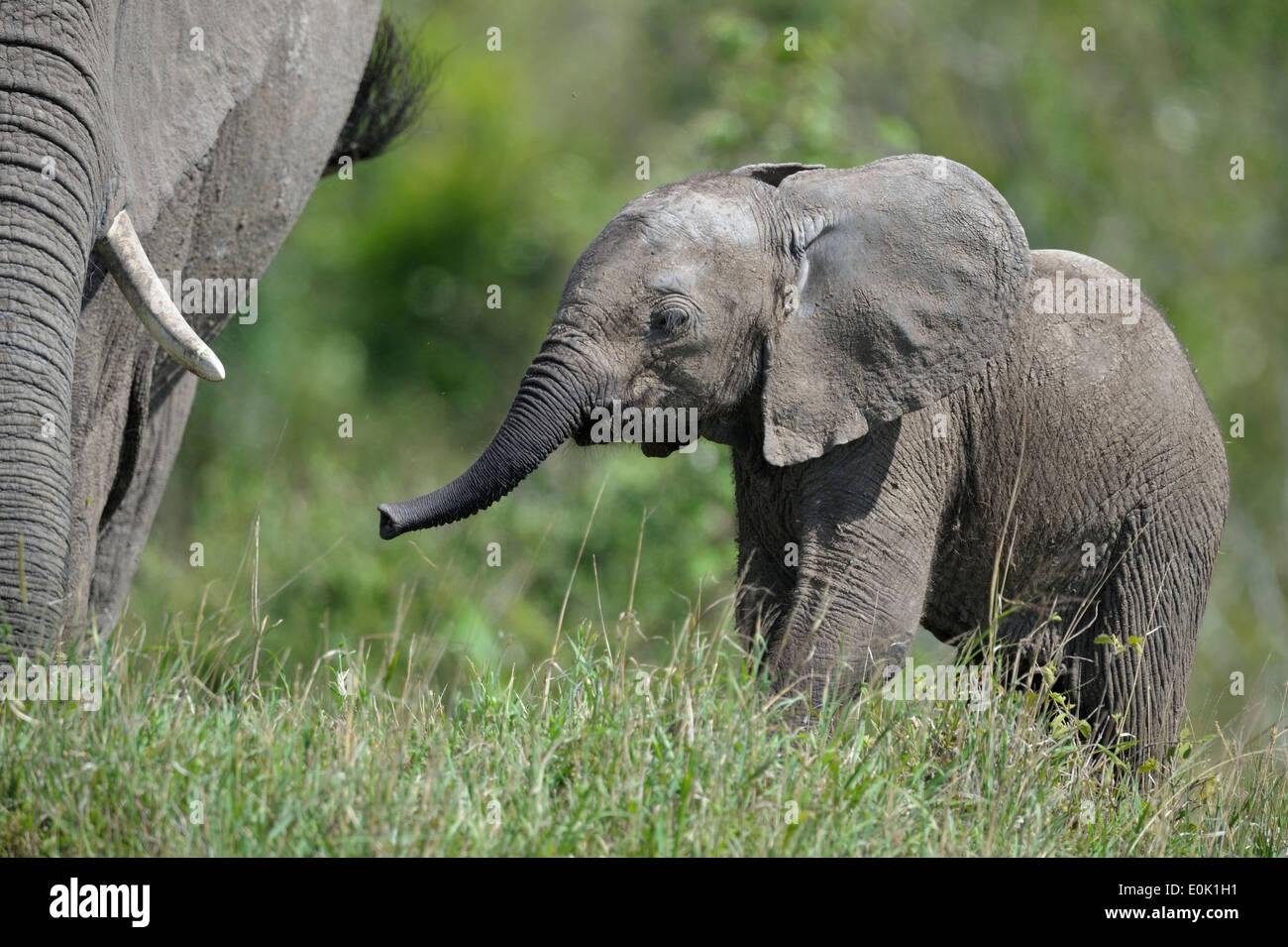 Elefanten Baby, Masai Mara, Kenia Stockfoto