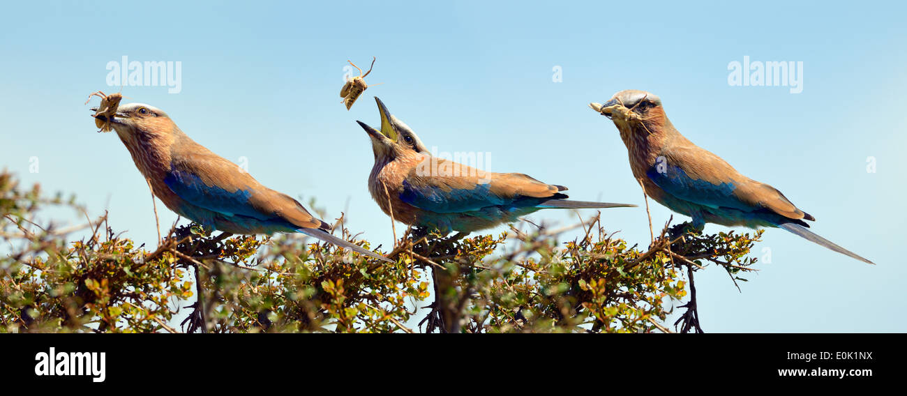 Walze Vogel versucht, eine fette Heuschrecke, Masai Mara, Kenia Essen Stockfoto