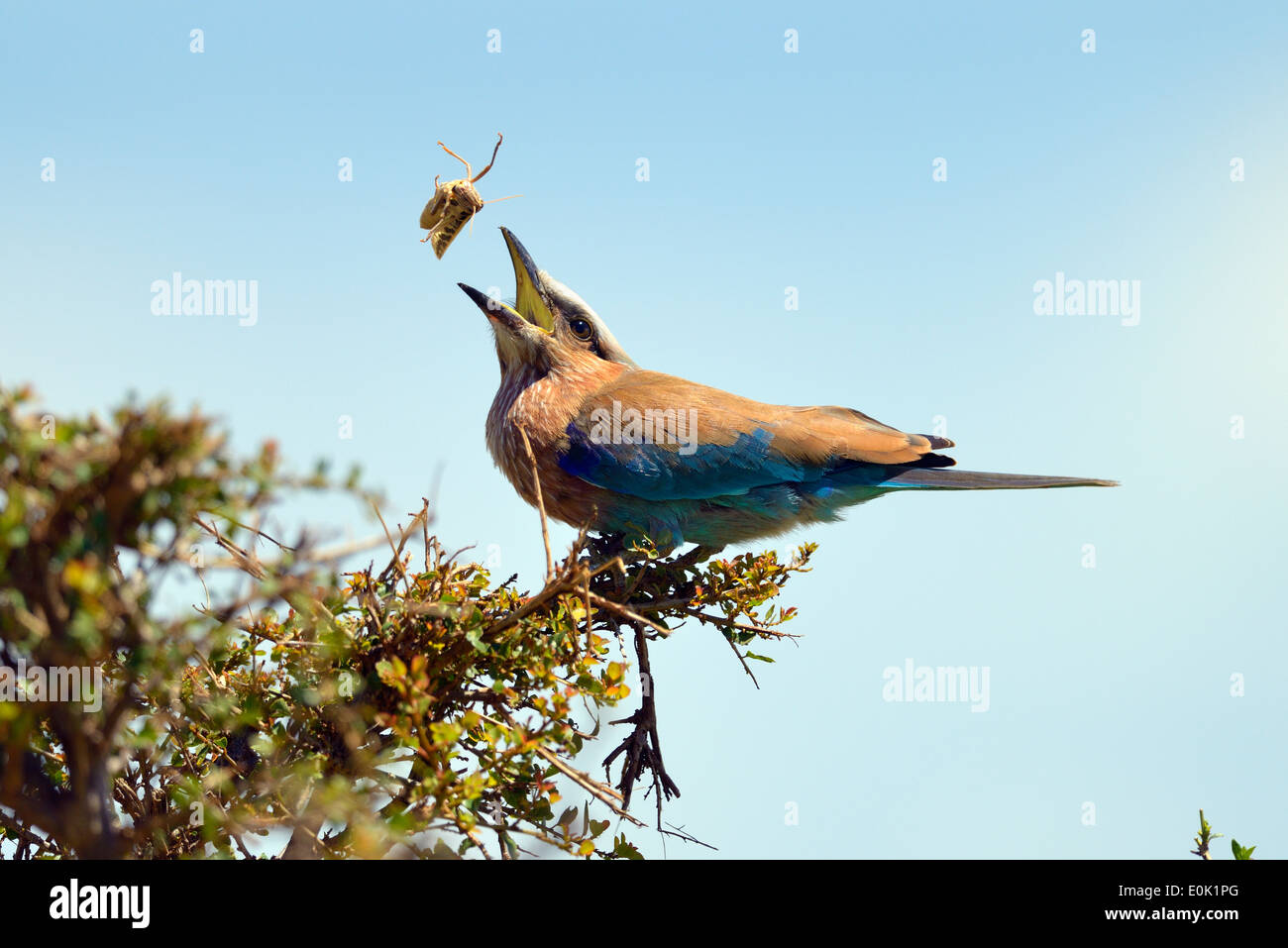 Walze Vogel versucht, eine fette Heuschrecke, Masai Mara, Kenia Essen Stockfoto