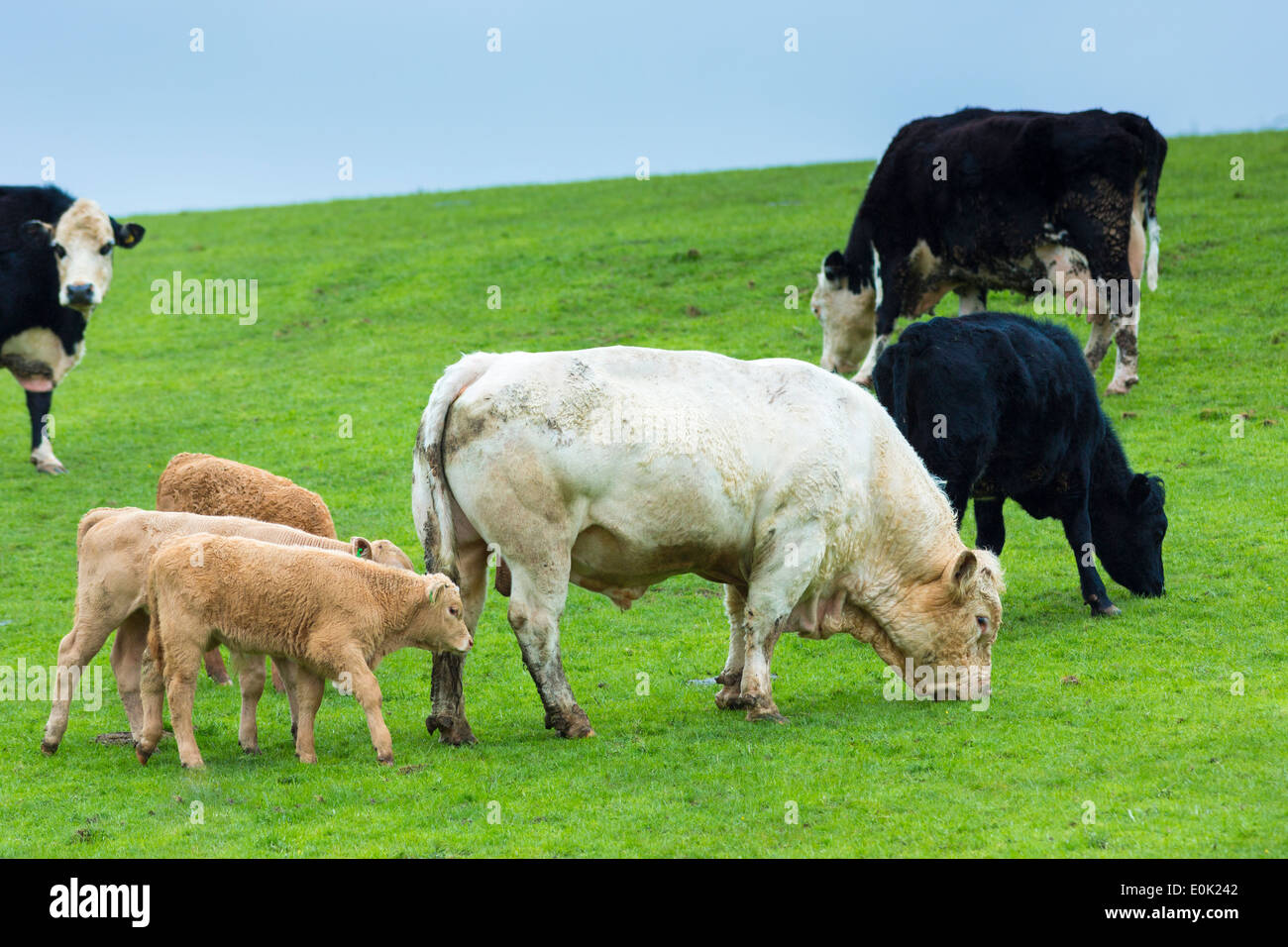 Stier mit Kühen und Kälbern, Bos Primigenius, Weide in einer Herde auf Moorland im Exmoor National Park, Somerset, Vereinigtes Königreich Stockfoto