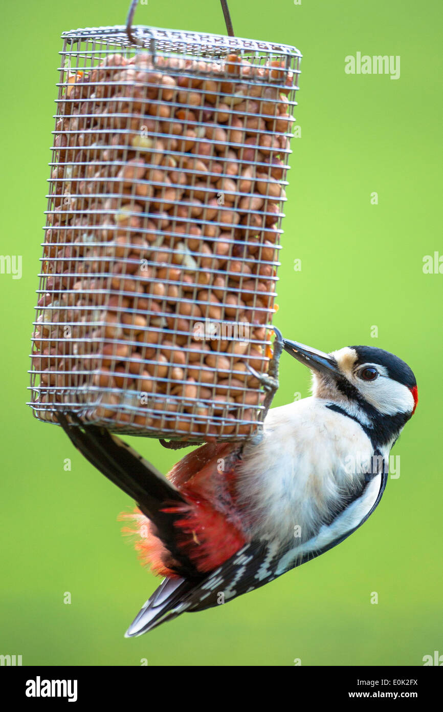 Great Spotted Woodpecker, Dendrocopus Major, ernähren sich von Erdnüssen im hängenden Vogelfutter und klammern sich an Krallen, Großbritannien Stockfoto