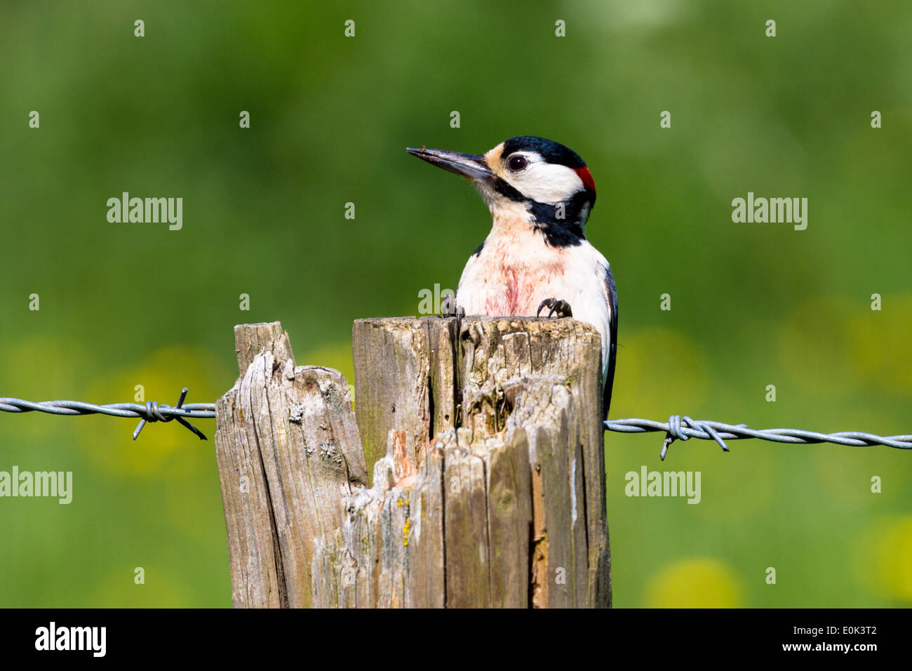 Great Spotted Woodpecker, Dendrocopus Major, klebt mit Klauen an Holzpfosten Stacheldraht, UK Stockfoto